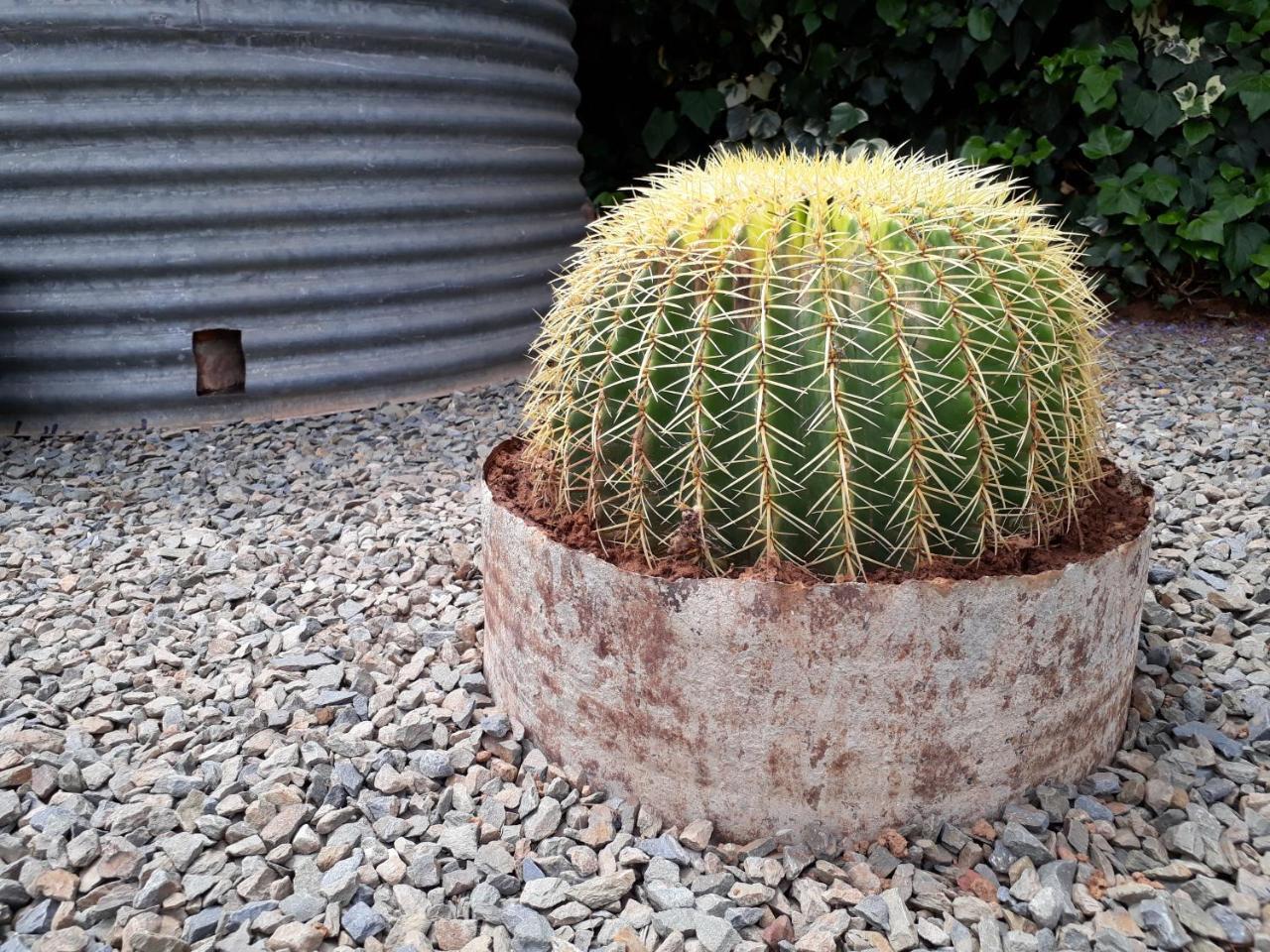 Karoo Sun Boutique Guest House Oudtshoorn Kültér fotó